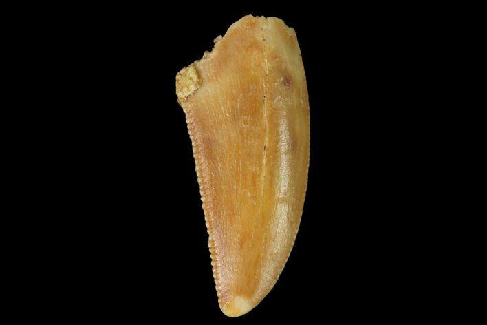 Serrated, Raptor Tooth - Real Dinosaur Tooth #142580